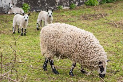 Kerry hill sheep, is a breed of domestic sheep originating in the county of powys in wales