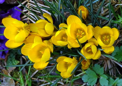 Close-up of yellow flowers