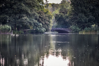 Scenic view of lake in forest