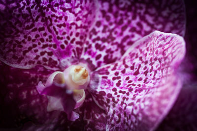 Close-up of pink flower