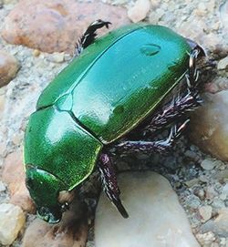 Close-up of insect