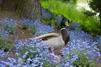 A duck standing in a field of forget-me-not blue flowers in spring. high quality photo