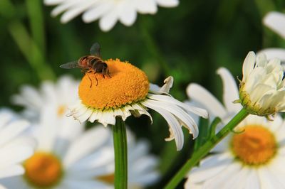 Close-up of hoverfly on daisy