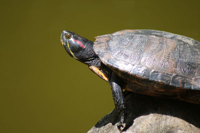 Close-up of turtle on rock