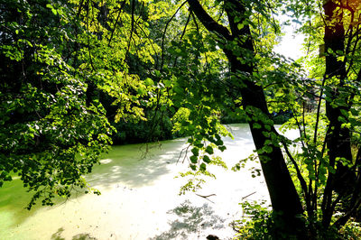 Scenic view of trees by plants