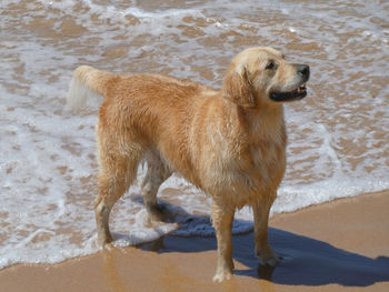 Full length of a dog on beach