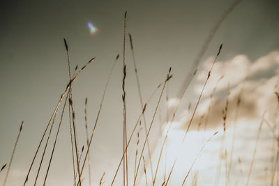 Low angle view of stalks in field against sky