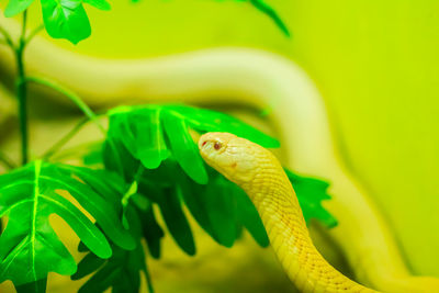 Close-up of lizard on leaf