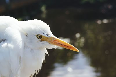 Egret waiting for a meal.