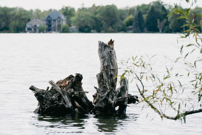 View of driftwood in lake