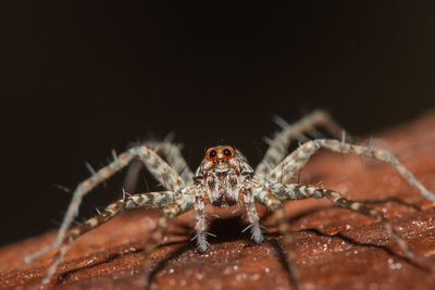 Close-up of spider