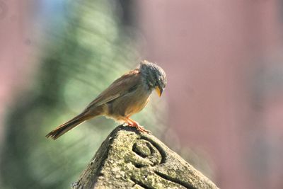 Close-up of bird perching on wood