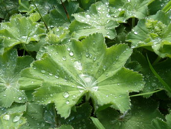 Full frame shot of raindrops on plant