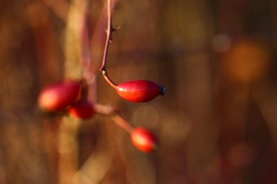 Close-up of red berries on plant