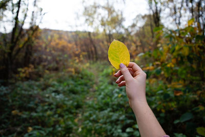 Midsection of person holding leaf against trees during autumn