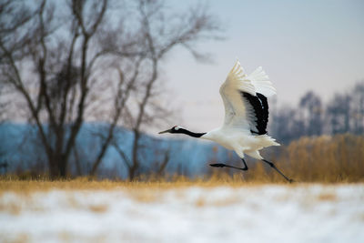 Crane on field