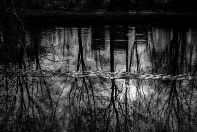 Reflection of trees in lake