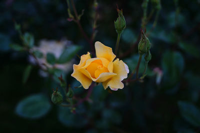 Close-up of yellow flower blooming outdoors