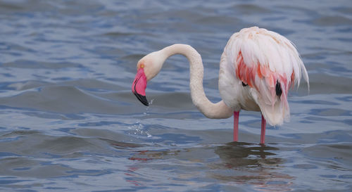 View of birds in lake