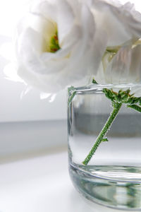 Close-up of white rose in glass on table