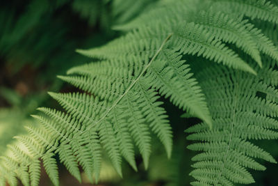 Close up of fern plant outdoors in nature.