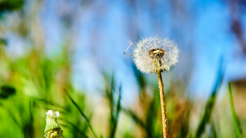 Close-up of wilted dandelion flower