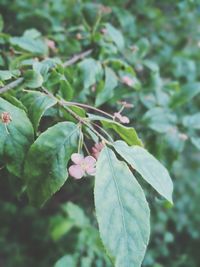 Close-up of plant