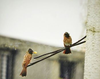 Close-up of birds perching on a bird