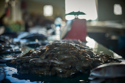 Close-up of fish for sale in market