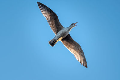 Low angle view of seagull flying against clear blue sky