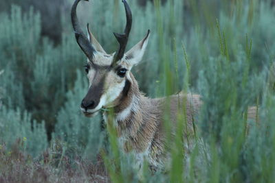 Close-up of deer on field