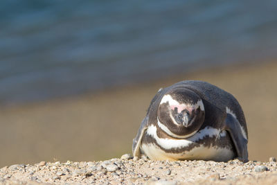 Close-up of bird on rock at beach