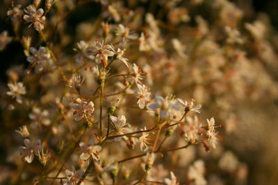 Close-up of plant against white background