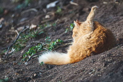 Close-up of cat on field