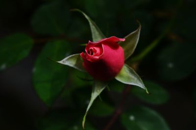 Close-up of red rose