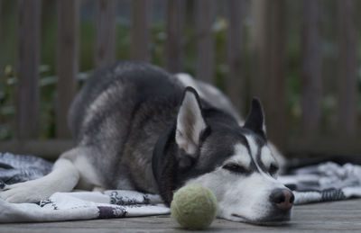 Close-up of a dog resting