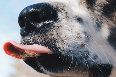 Close-up of dog