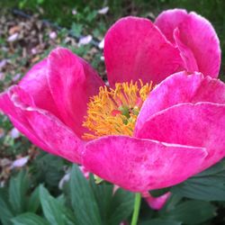 Close-up of pink flowers