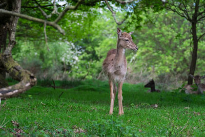 Deer standing on field