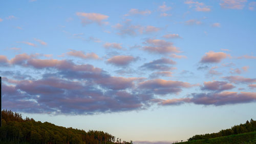 Low angle view of trees against sky during sunset