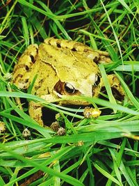 High angle view of frog on grass