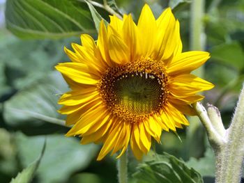 Close-up of sunflower