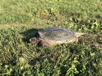 View of a turtle on field