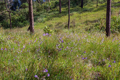 Purple flowering plants on field