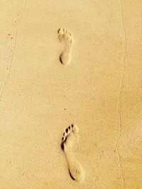 High angle view of dog on beach