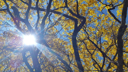 Low angle view of trees against sky during autumn