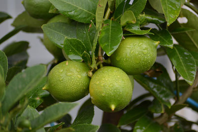 Close-up of fresh fruits on tree