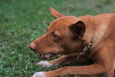 Close-up of dog looking away on field