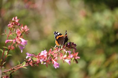 Even the butterfly will fly against the wind sometimes to get where it needs to be.