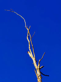 Low angle view of bare tree against clear blue sky